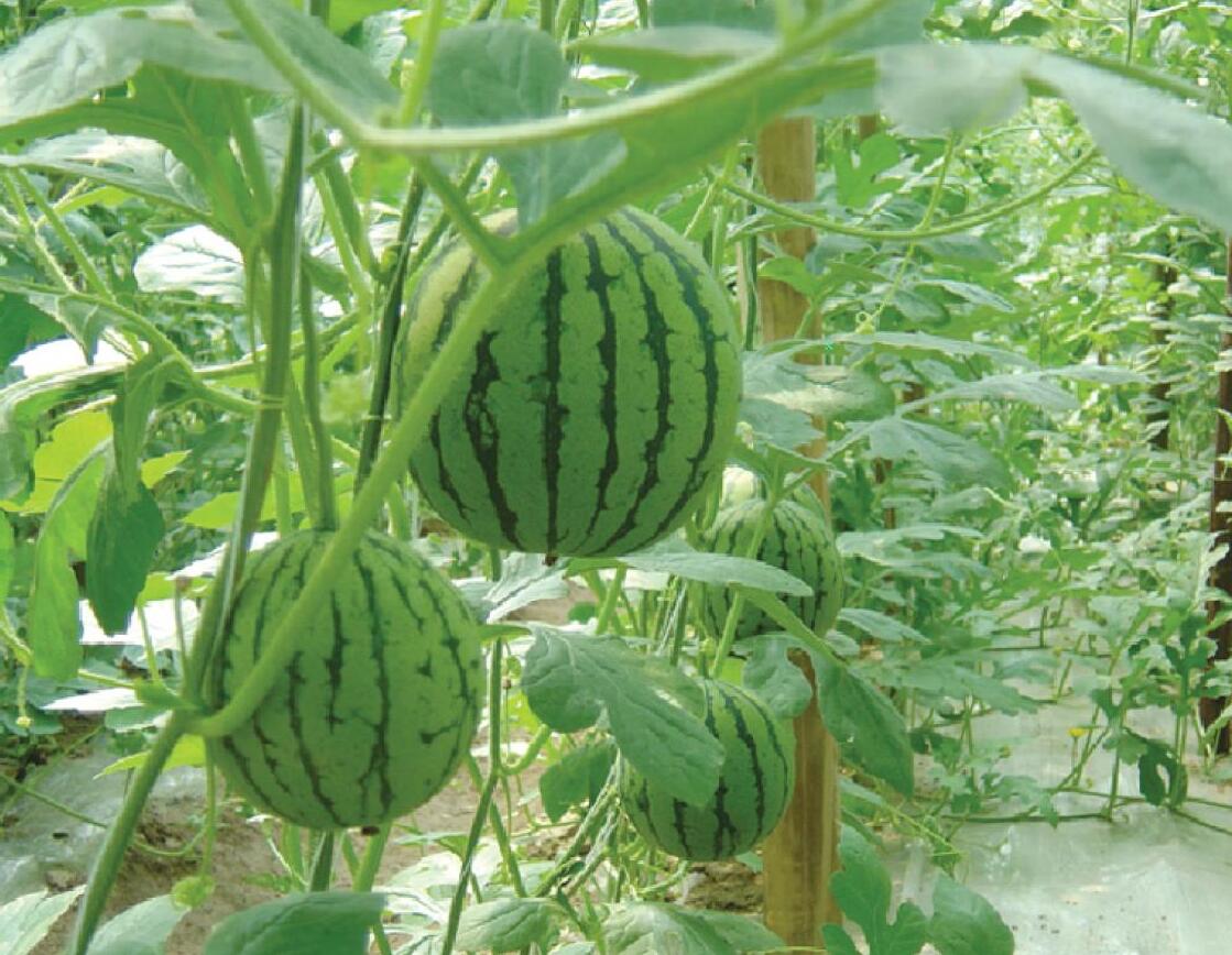 山東小黄片轻量版塑膠有限公司